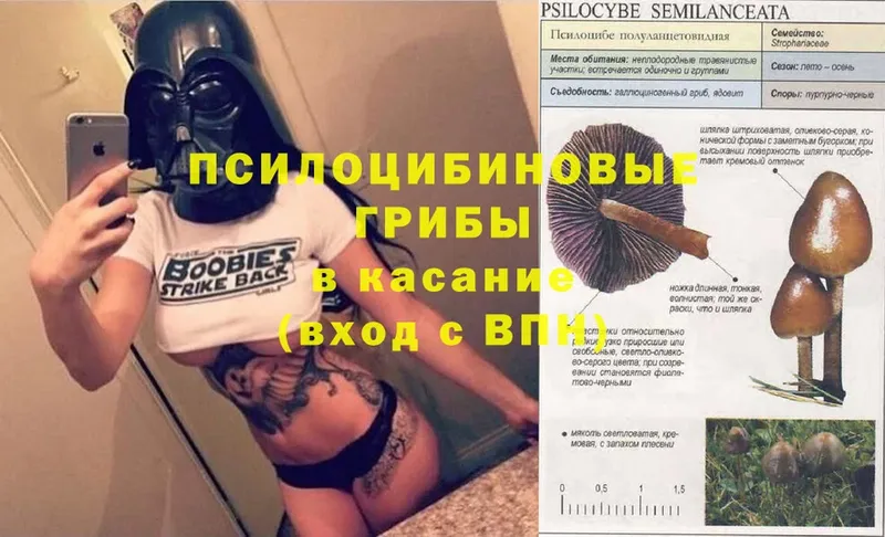 Галлюциногенные грибы ЛСД Велиж